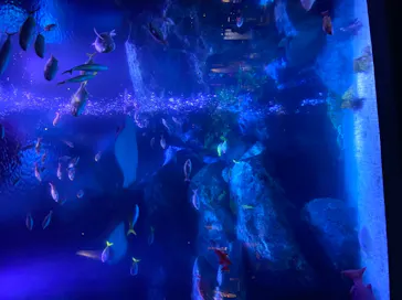 すみだ水族館に投稿された画像（2020/10/17）