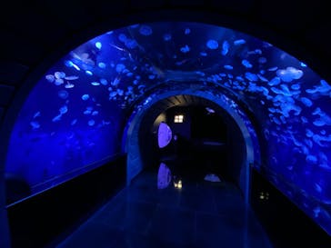 サンシャイン水族館に投稿された画像（2020/10/17）