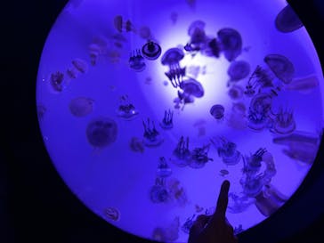 サンシャイン水族館に投稿された画像（2020/10/17）