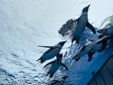 サンシャイン水族館に投稿された画像（2020/10/17）