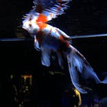 すみだ水族館に投稿された画像（2020/10/17）