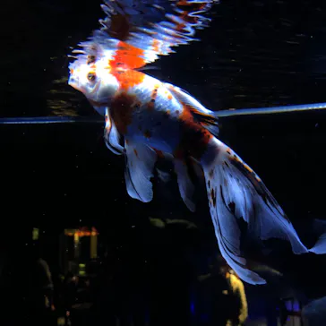 すみだ水族館に投稿された画像（2020/10/17）