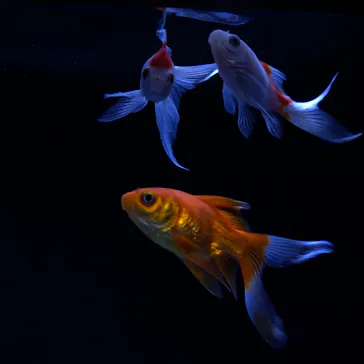 すみだ水族館に投稿された画像（2020/10/17）