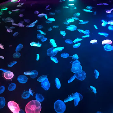 すみだ水族館に投稿された画像（2020/10/17）