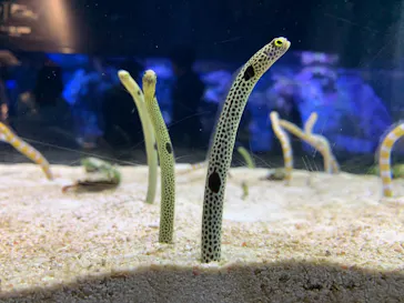 すみだ水族館に投稿された画像（2020/10/17）