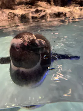 すみだ水族館に投稿された画像（2020/10/17）