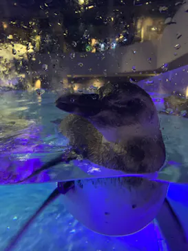 すみだ水族館に投稿された画像（2020/10/17）