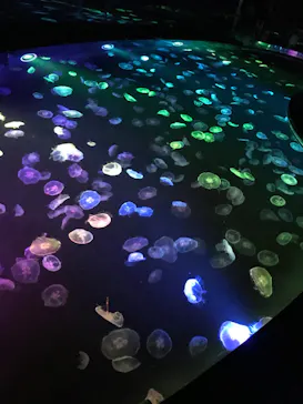 すみだ水族館に投稿された画像（2020/10/17）