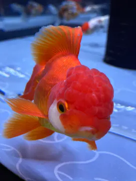 すみだ水族館に投稿された画像（2020/10/17）