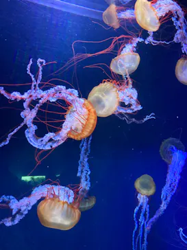 すみだ水族館に投稿された画像（2020/10/17）