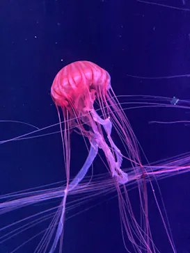 すみだ水族館に投稿された画像（2020/10/17）