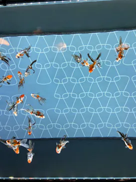 すみだ水族館に投稿された画像（2020/10/17）