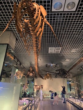 国立科学博物館に投稿された画像（2020/10/17）