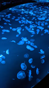 すみだ水族館に投稿された画像（2020/10/17）