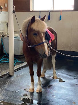 ノーザンホースパークに投稿された画像（2020/10/17）