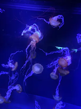 すみだ水族館に投稿された画像（2020/10/17）