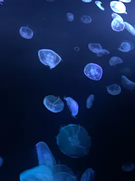 すみだ水族館に投稿された画像（2020/10/17）