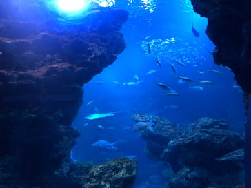 京都水族館に投稿された画像（2020/10/17）