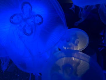 京都水族館に投稿された画像（2020/10/17）