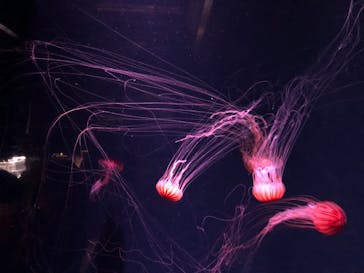 京都水族館に投稿された画像（2020/10/17）