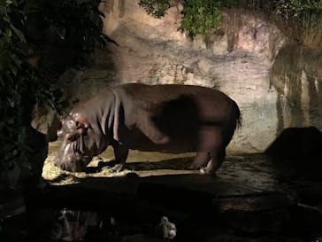 天王寺動物園に投稿された画像（2020/10/17）