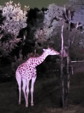 天王寺動物園に投稿された画像（2020/10/17）