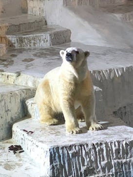 天王寺動物園に投稿された画像（2020/10/17）