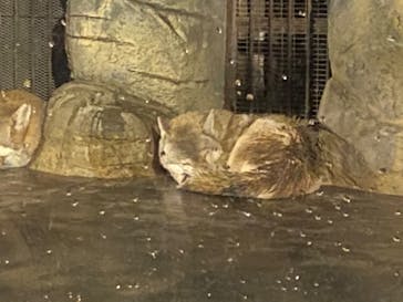 天王寺動物園に投稿された画像（2020/10/17）