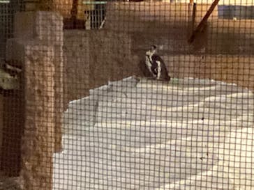 天王寺動物園に投稿された画像（2020/10/17）