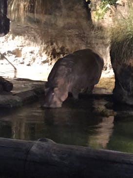 天王寺動物園に投稿された画像（2020/10/17）