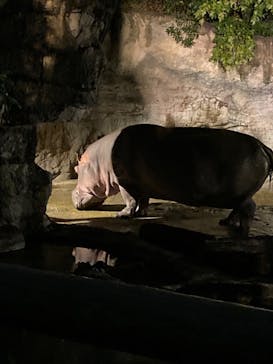 天王寺動物園に投稿された画像（2020/10/17）