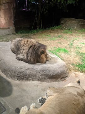 天王寺動物園に投稿された画像（2020/10/17）
