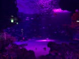 サンシャイン水族館に投稿された画像（2020/10/17）