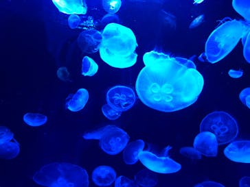 サンシャイン水族館に投稿された画像（2020/10/17）