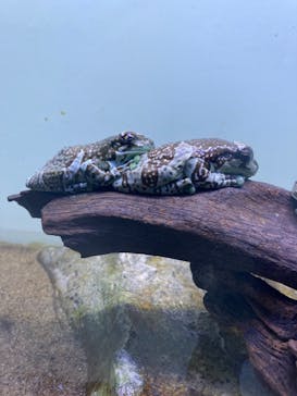 サンシャイン水族館に投稿された画像（2020/10/17）