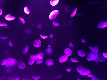 サンシャイン水族館に投稿された画像（2020/10/17）