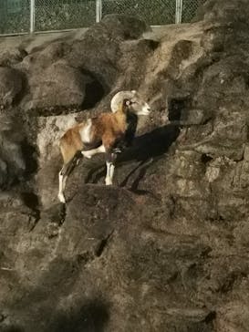 天王寺動物園に投稿された画像（2020/10/17）