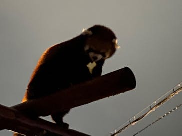 天王寺動物園に投稿された画像（2020/10/18）