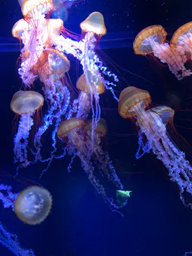 すみだ水族館に投稿された画像（2020/10/18）