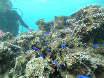 武藤潜水に投稿された画像（2020/10/18）