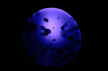 サンシャイン水族館に投稿された画像（2020/10/18）