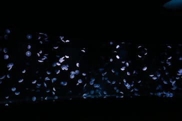 サンシャイン水族館に投稿された画像（2020/10/18）