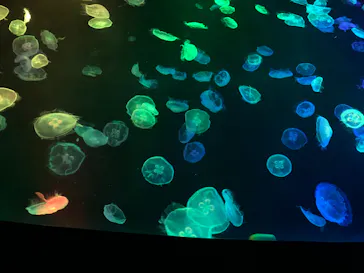 すみだ水族館に投稿された画像（2020/10/18）