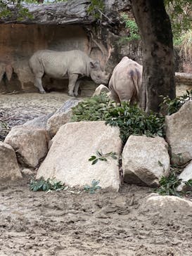 天王寺動物園に投稿された画像（2020/10/18）