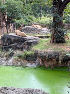 天王寺動物園に投稿された画像（2020/10/18）
