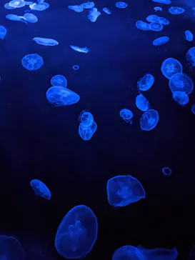 すみだ水族館に投稿された画像（2020/10/18）