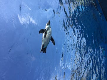 サンシャイン水族館に投稿された画像（2020/10/18）