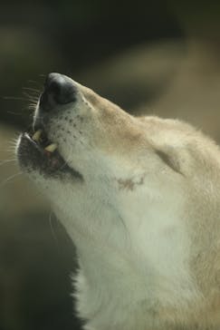 天王寺動物園に投稿された画像（2020/10/18）