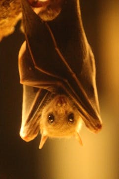 天王寺動物園に投稿された画像（2020/10/18）