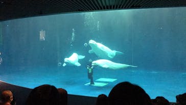 島根県立 しまね海洋館に投稿された画像（2020/10/18）